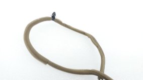 Антенна Hyundai Staria US4 2021 D4HB