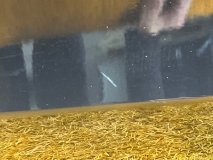 Дверь левая передняя Audi A5 8T 2012 CDN