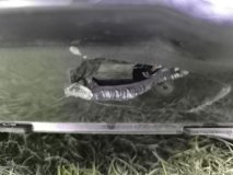 Фара левая Hyundai Genesis 2