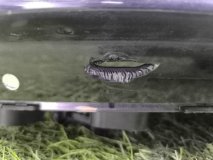 Фара левая Hyundai Genesis 2